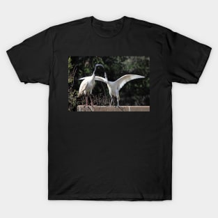 Juvenile Australian White Ibis Begging T-Shirt